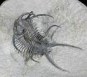 Top Quality Ceratarges Trilobite - #25168-3